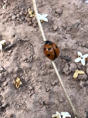 Coccinella algerica