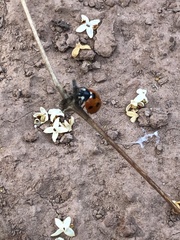 Coccinella algerica