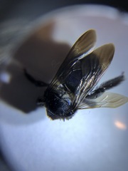 Xylocopa californica