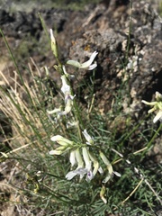 Astragalus conjunctus