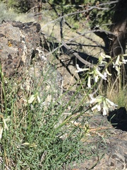 Astragalus conjunctus