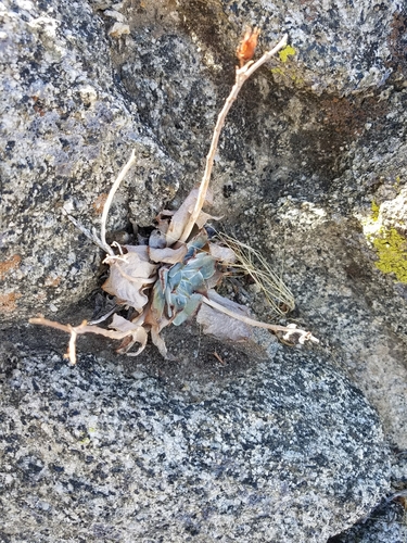 iNaturalist observation photo of Arizona chalk dudleya