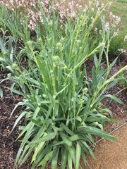 Eryngium yuccifolium