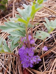 Hydrophyllum alpestre