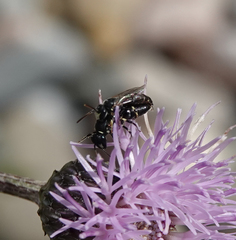 Hylaeus hyalinatus