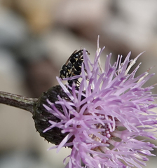 Hylaeus hyalinatus