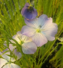 Linaceae