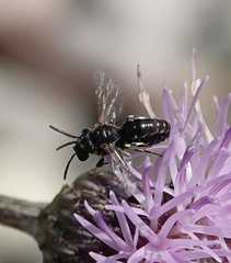 Hylaeus hyalinatus