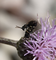 Hylaeus hyalinatus