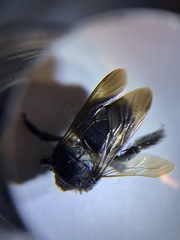 Xylocopa californica