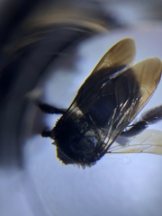 Xylocopa californica