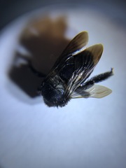 Xylocopa californica
