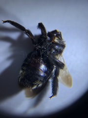 Xylocopa californica