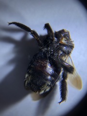 Xylocopa californica