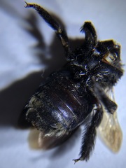 Xylocopa californica