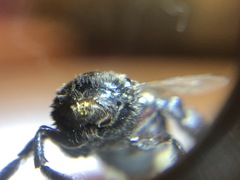 Xylocopa californica