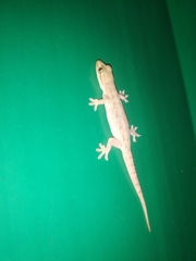 Hemidactylus frenatus