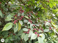 Frangula capreifolia