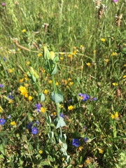 Blackstonia perfoliata