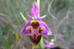 Ophrys scolopax