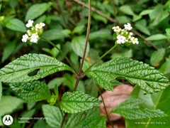 Lantana hispida