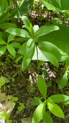 Lilieae