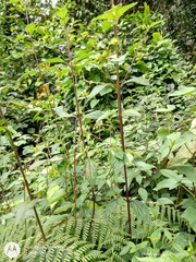 Lantana hispida