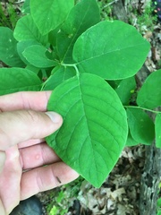 Dirca palustris