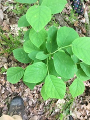 Dirca palustris