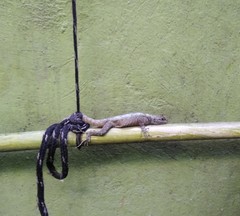 Sceloporus grammicus