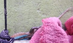 Sceloporus grammicus