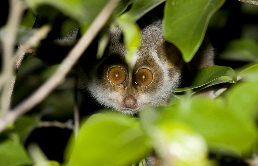 Grey Slender Loris