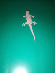 Hemidactylus frenatus