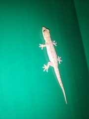 Hemidactylus frenatus