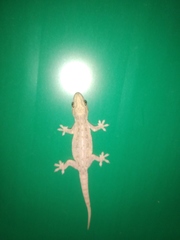 Hemidactylus frenatus