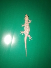 Hemidactylus frenatus