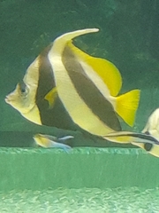 Actinopterygii