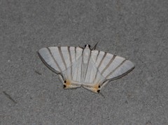 Opisthoxia metargyria