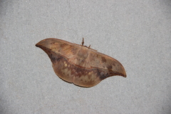 Oxytenis modestia