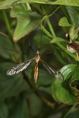 Tipula vernalis