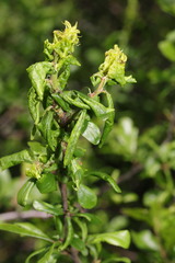 Brachycaudus helichrysi