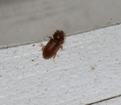 Tropicus pusillus