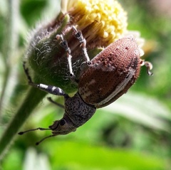 Naupactus glaucus