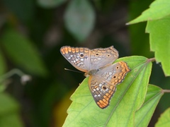 Anartia jatrophae
