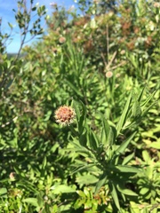 Cheirolophus sempervirens