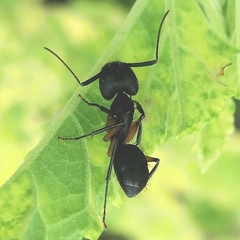 Camponotus renggeri