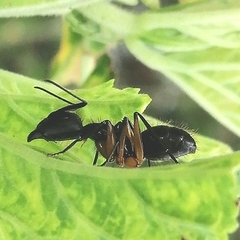 Camponotus renggeri