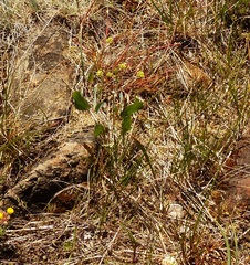 Lomatium nudicaule
