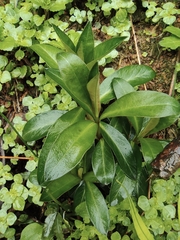 Lysimachia fortunei