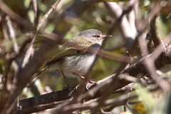 Hemitriccus margaritaceiventer